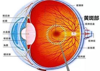 眼底有黃斑，它是什么